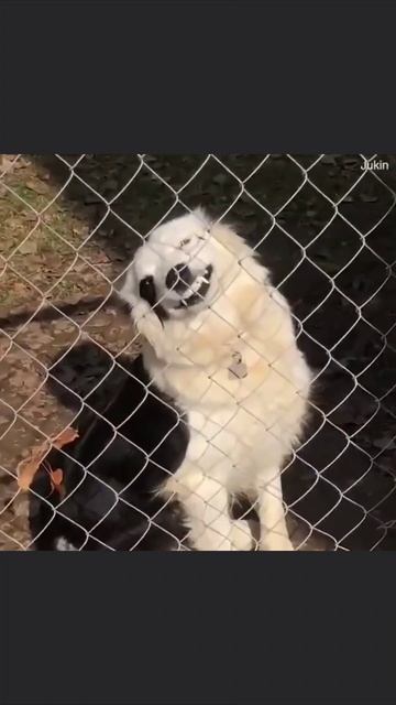 Осторожно не злая собака смотреть онлайн