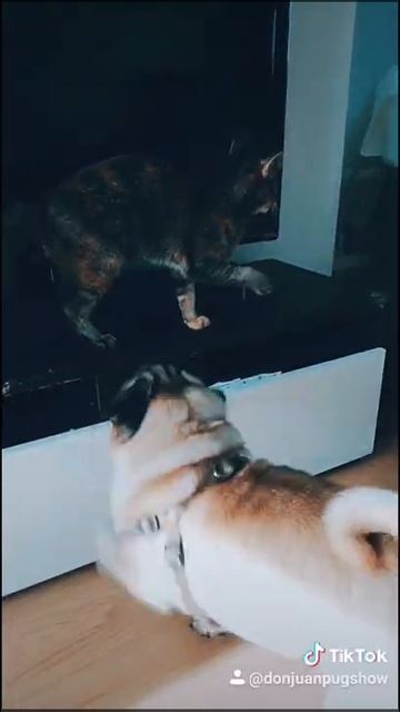 Stop! Don't tuch me there! Мопс Дон Хуан и кошка Фрея