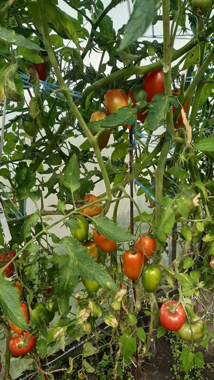 ТОМАТ ЛУЧШИЕ ЗАСОЛОЧНЫЕ - ОТЛИЧНЫЙ СОРТ УНИВЕРСАЛЬНОГО НАЗНАЧЕНИЯ смотреть онлайн