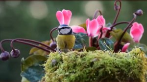 СБОРНИК МУЗЫКИ ДЛЯ ДУШИ-РЕЛАКС - HD