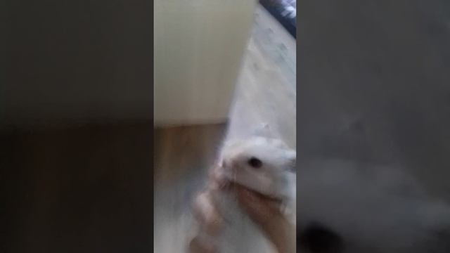 это 2 часть без перчаток беру на руки хомяка смотреть онлайн