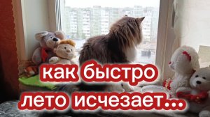 Как быстро лето исчезает.