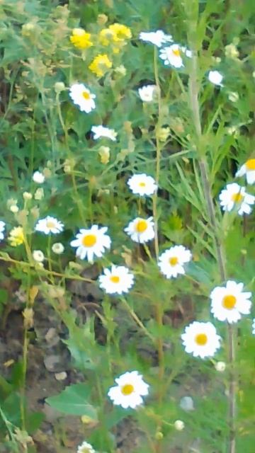 Ромашки на пустыре смотреть онлайн