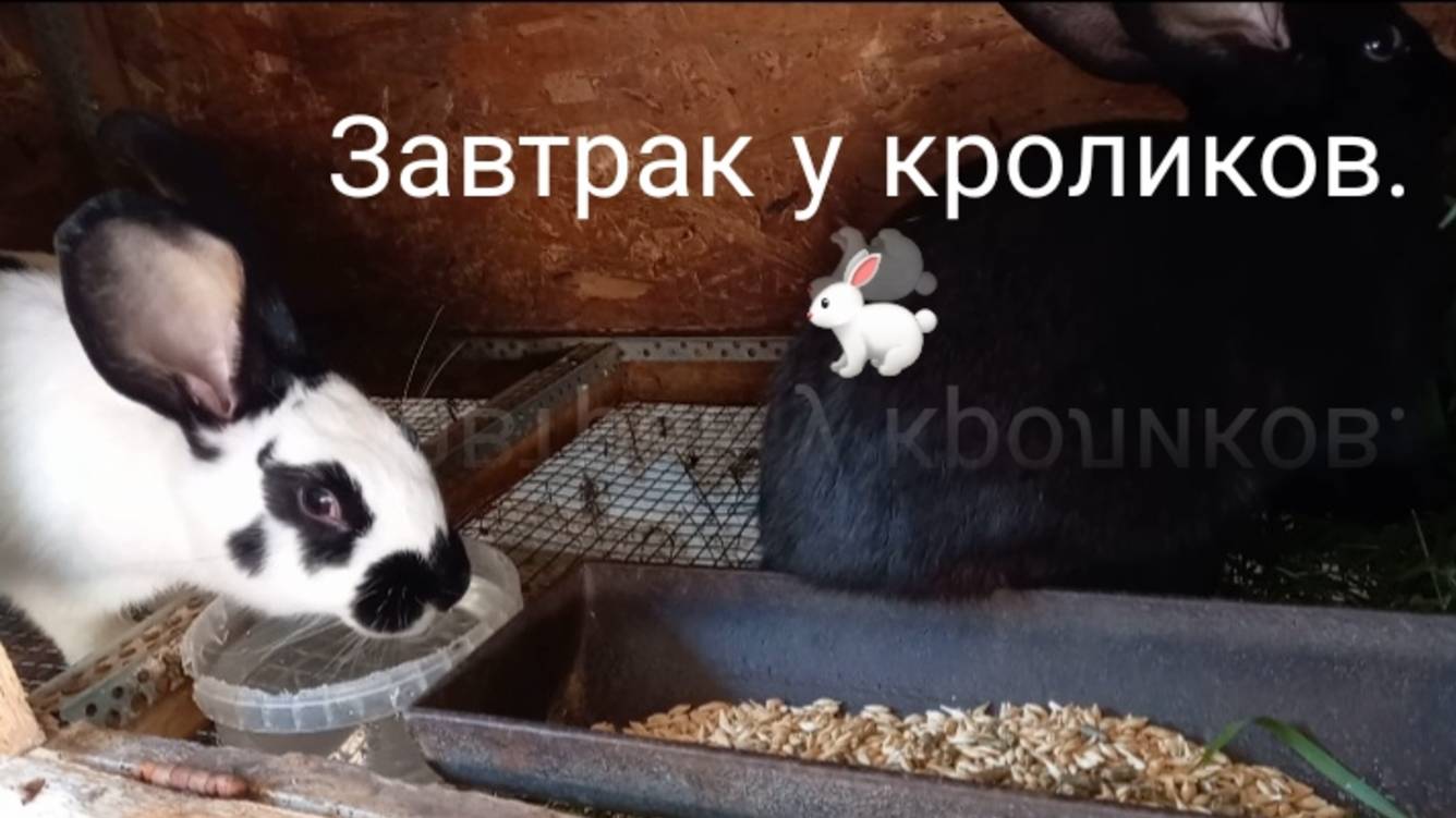 Завтрак у кроликов. 🐇 Слабый сигнал! смотреть онлайн