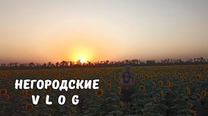 Едем за ячменем для НУТРИЙ. Поле подсолнечника и закат... 08.07.25.