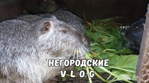 Армавир. Подали документы. Кормовая свекла для НУТРИЙ. 04.07.25