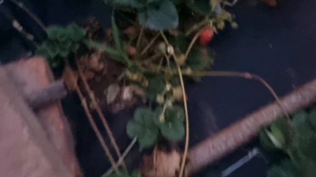 А у нас чистота ,порядок и красота! смотреть онлайн