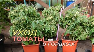 Уход и формировка томатов в горшках!
