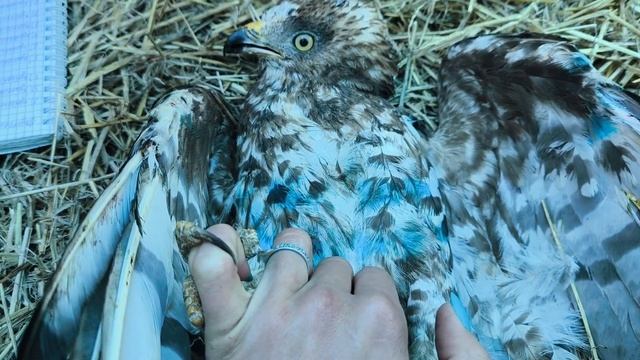 Сытые, но недовольные пустельги