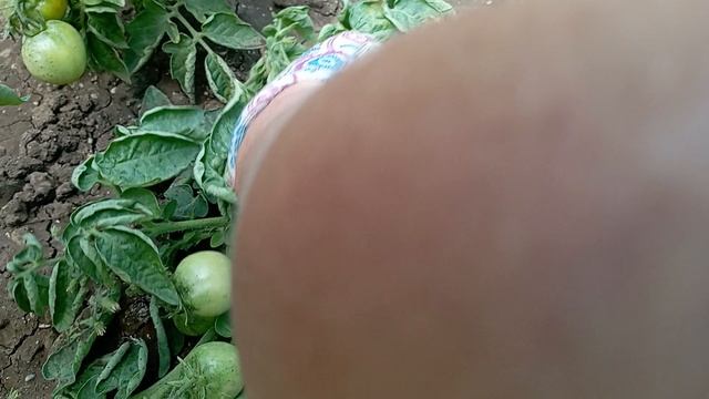 гусеница-совка портит мои помидоры🍅 😕 смотреть онлайн