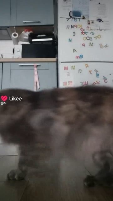 сейчас меня покормят 😋 смотреть онлайн