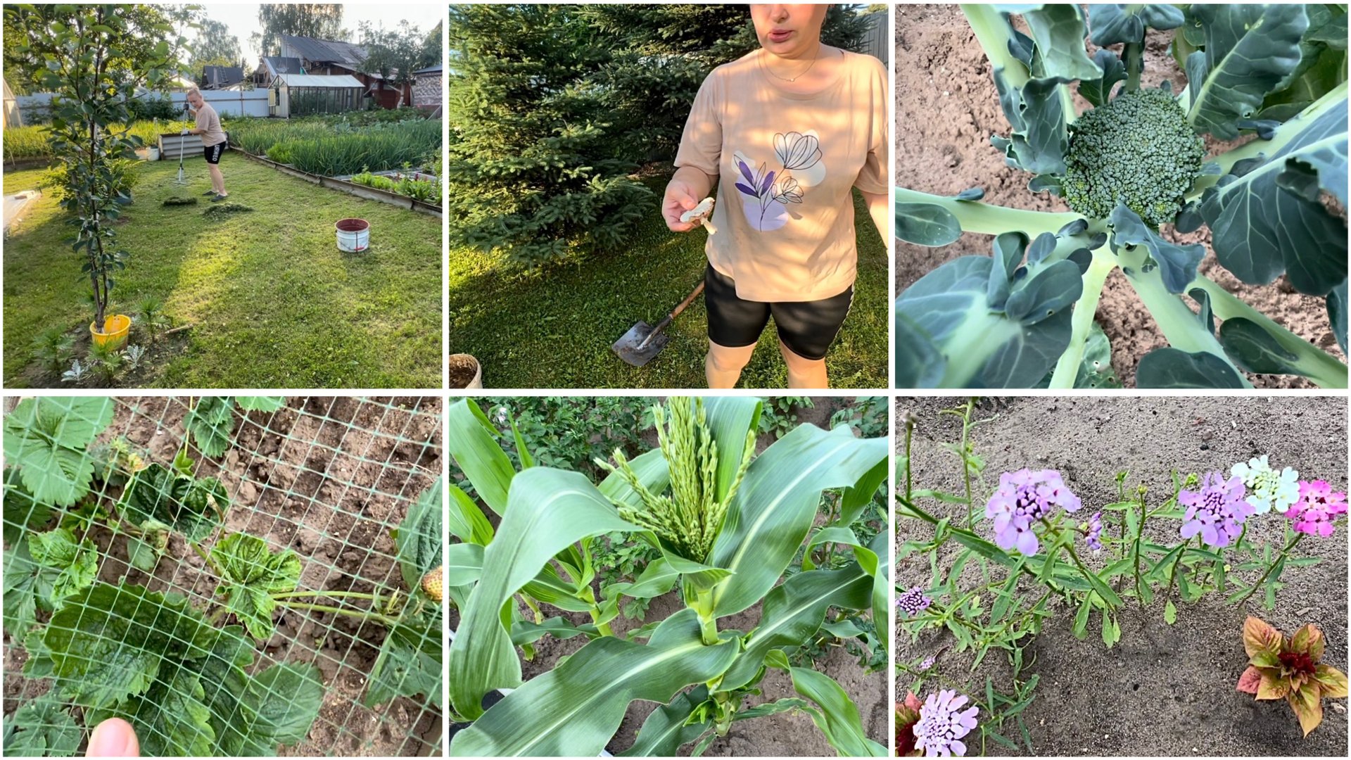 9 июля. Грибы на даче. Клубника болеет. Стройматериалы. Сидим без интернета смотреть онлайн