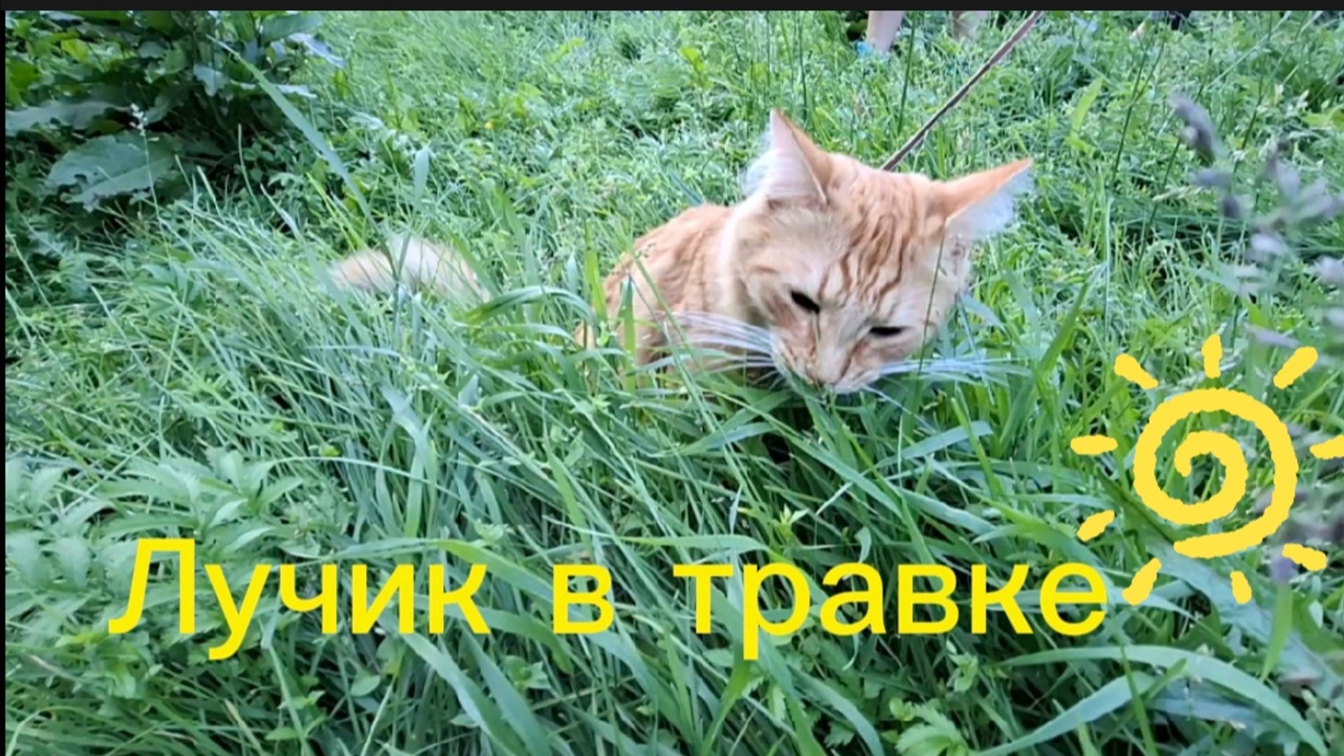 Лучик в травке 🌿🐱