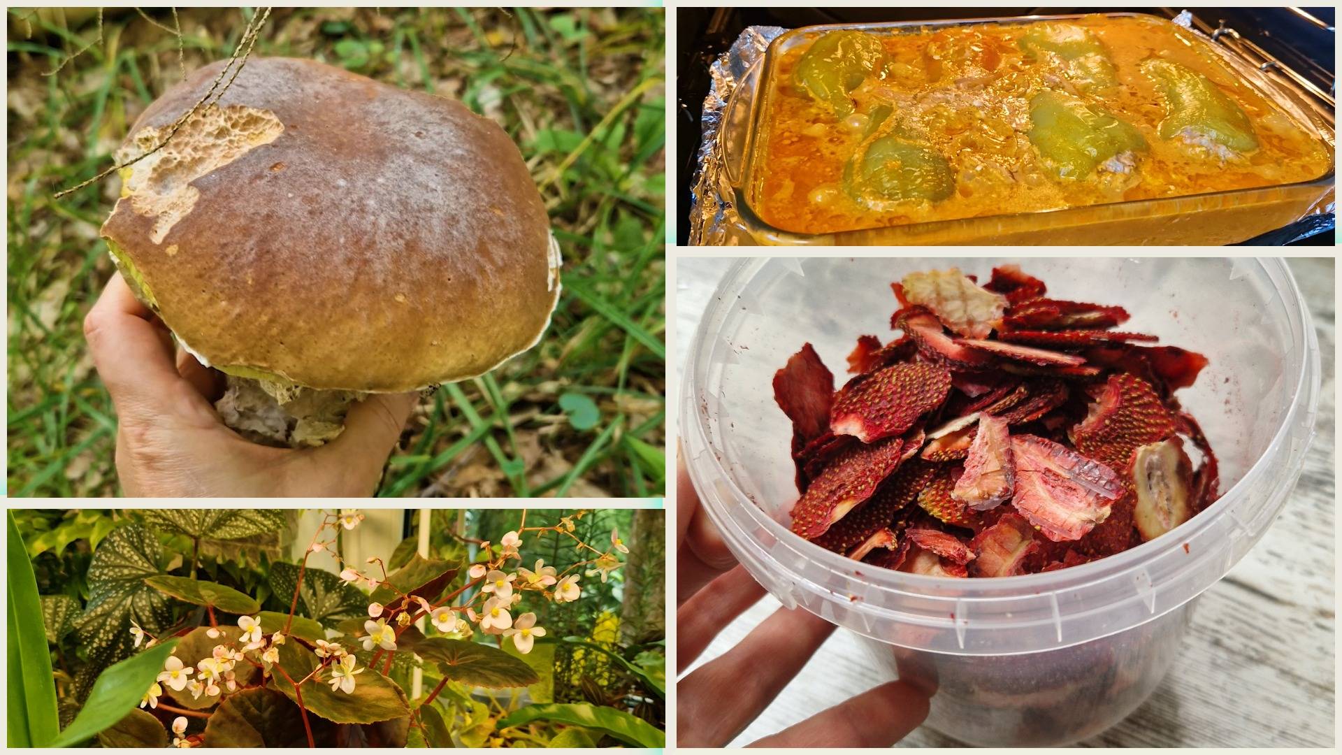 Грибы пошли! Купила розу. Готовлю перец фаршированный в духовке. Чипсы 🍓 готовы 🤤👍 смотреть онлайн