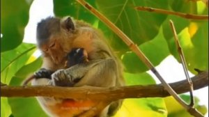 Реакция макаки на падение её новорождённого ...   1000021234.mp4