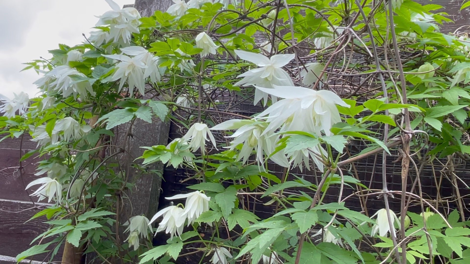 Июнь в Саду 7 июня 2025