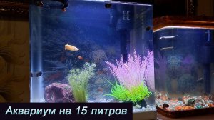 Запустил аквариум на 15 литров
