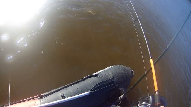 и снова сомик