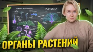 Органы растений | Что нужно знать для ОГЭ по биологии? | Умскул