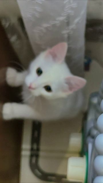 Смогу ли я залезть на полку, или нет, я не знаю. #котенок #шорты 4k смотреть онлайн