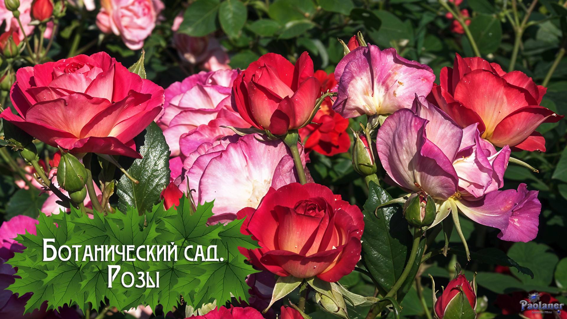 Ботанический сад. Розы (2025) смотреть онлайн