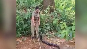 В Индии женщина поймала пятиметровую кобру, их схватку сняли на видео