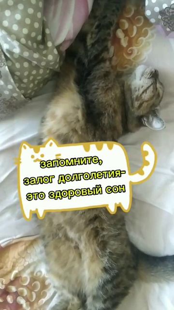Утренний сон котейки