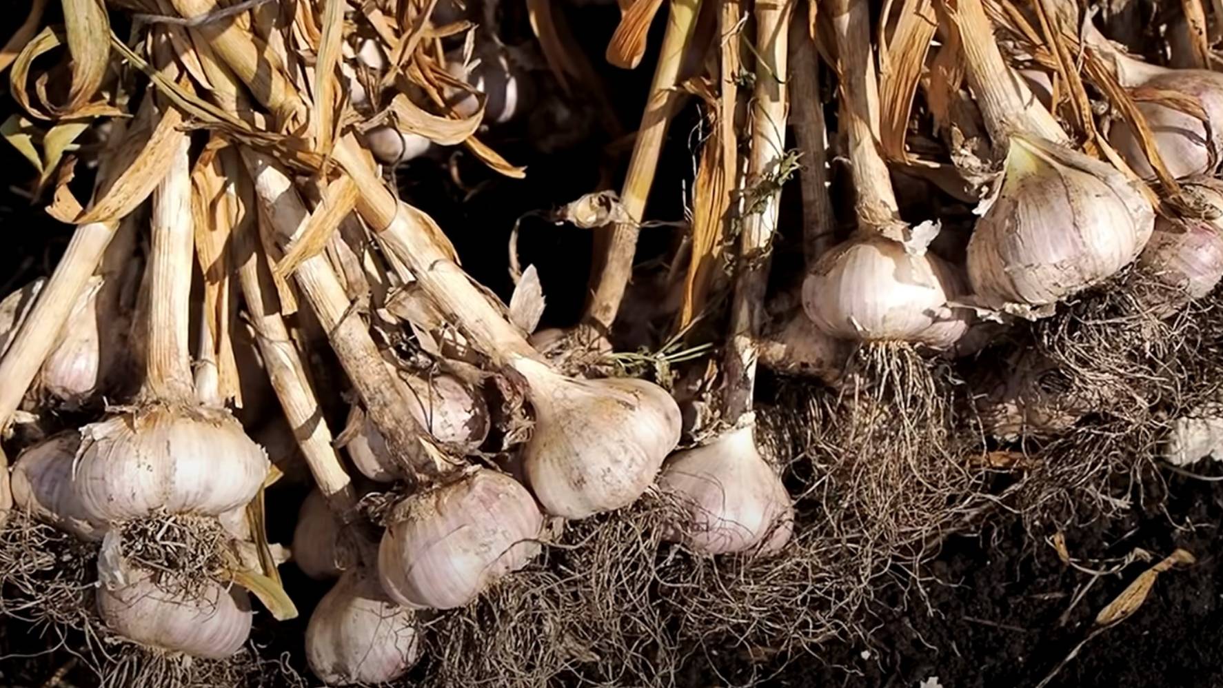 Уборка чеснока 2025. Когда копать чеснок? смотреть онлайн