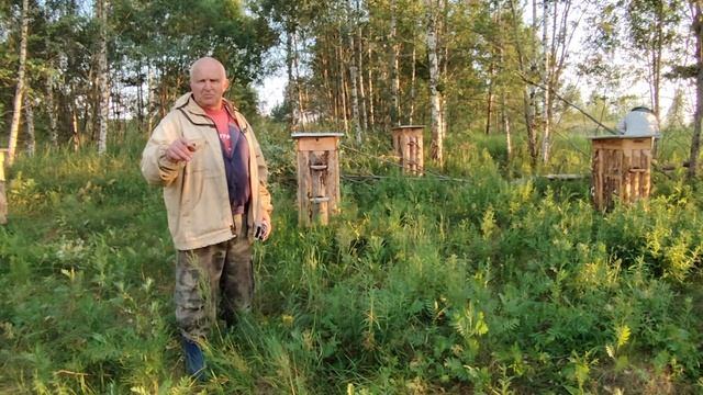 Дикая пасека после урагана