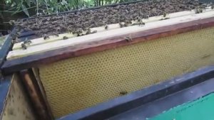 пчела Элгон на ячейке 4,9 мм - пересаживаю отводок пчел в 10 рамочный улей , 9.07.2026