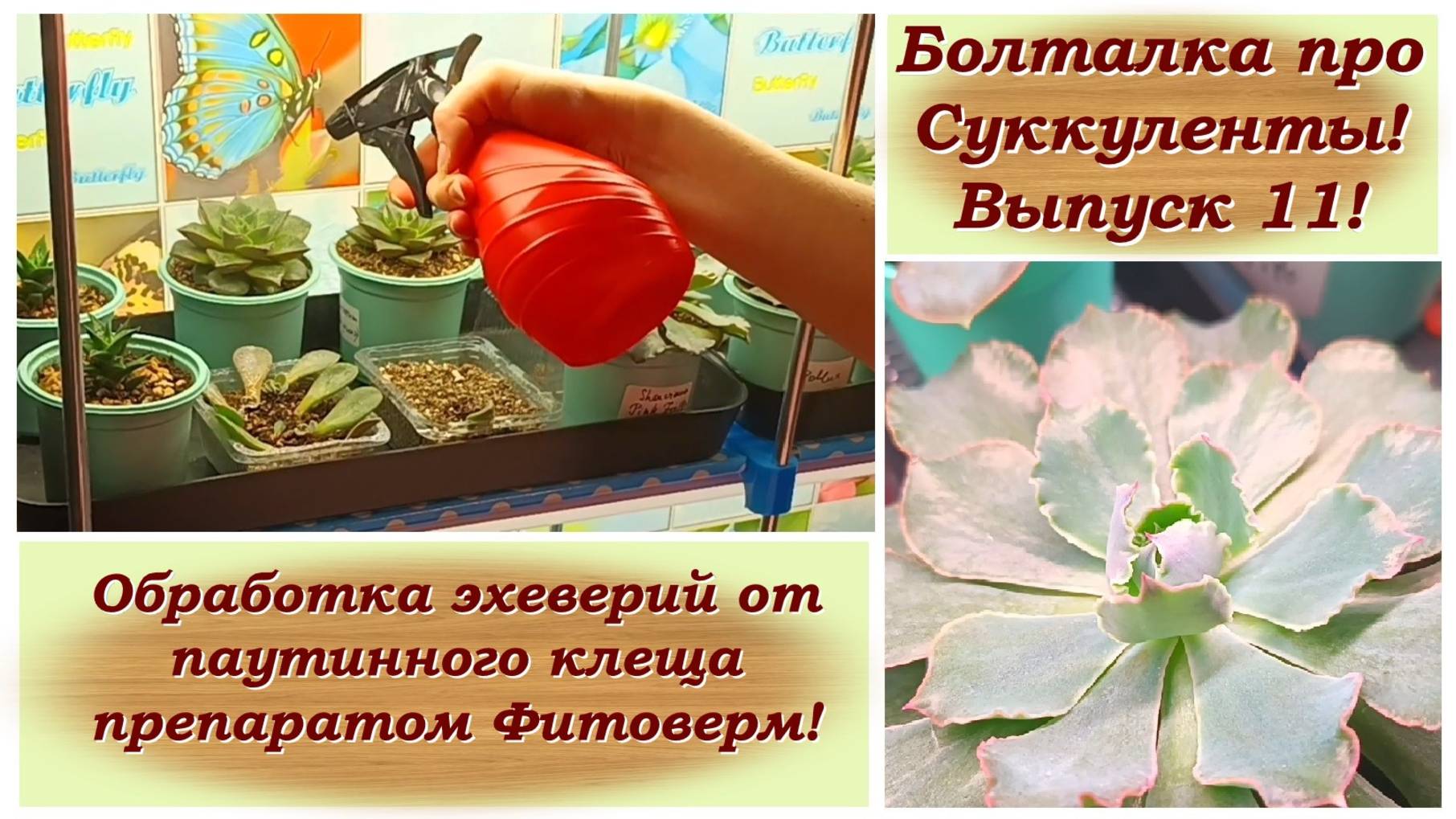 Болталка про Суккуленты! Выпуск 11! Обработка эхеверий от паутинного клеща препаратом Фитоверм!