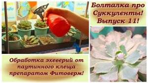 Болталка про Суккуленты! Выпуск 11! Обработка эхеверий от паутинного клеща препаратом Фитоверм!