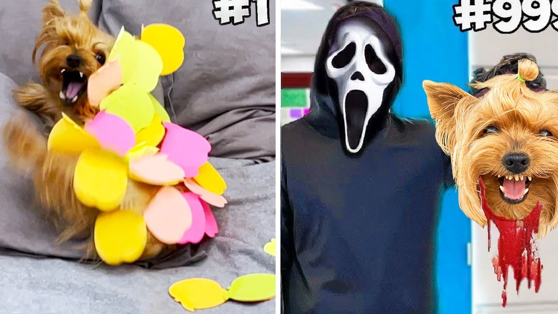 1,000 ПРАНКОВ ЗА 24 ЧАСА над ЗЛЫМ ПСОМ ! смотреть онлайн