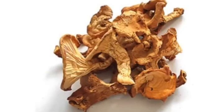 Удивительные грибы лисички смотреть онлайн