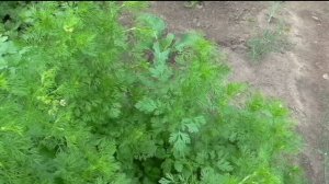 О кориандре БОРОДИНСКИЙ