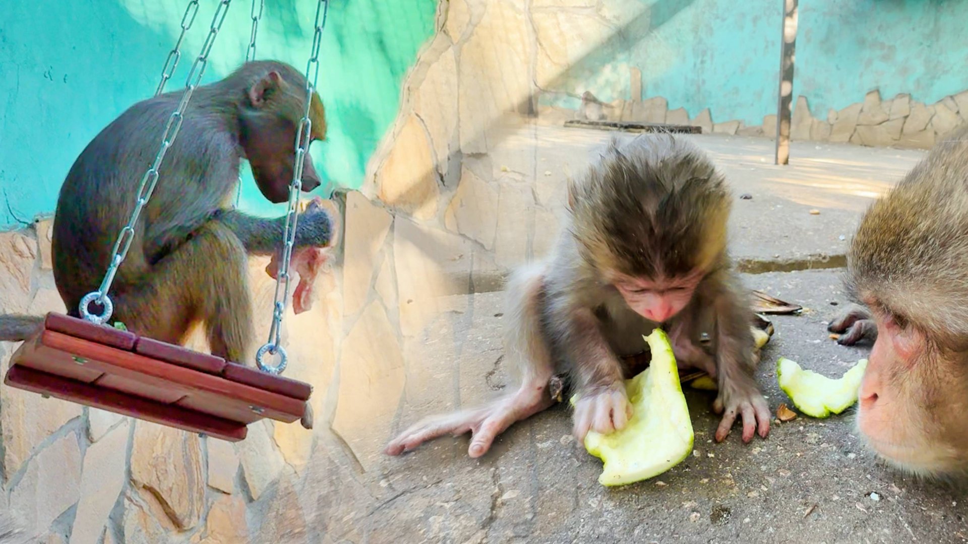 Люся выбрала себе место обеда - никто ничего не заберет! Малышка у макак уже пробует взрослую еду! смотреть онлайн