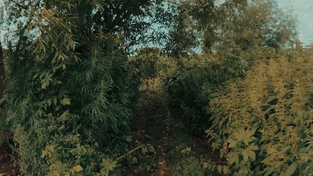 Лето в деревне #Киекле  #vivox200pro #djiom6 #Россия #Татарстан #zov #Татарстан #Нурлат #anamorphic