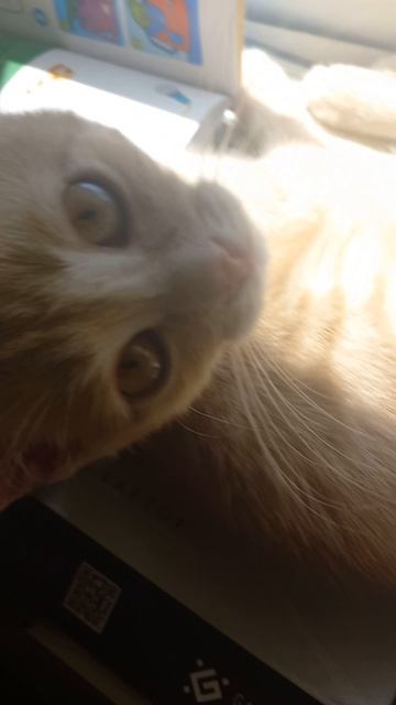 👀Персик хочет на pet show👀 смотреть онлайн