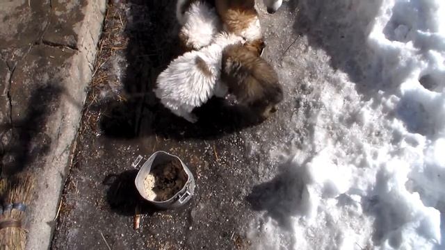 лайка и щенки лайки