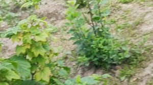 Обзор моего дачного участка, 10 июля