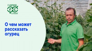 О ЧЕМ МОЖЕТ РАССКАЗАТЬ ОГУРЕЦ