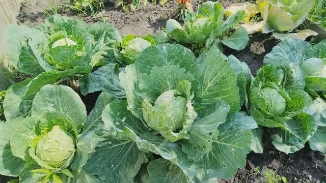 Экспериментирую с обработкой капусты без химии. смотреть онлайн