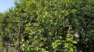 Искусственное управление ростом дерева с летней обрезкой. Эксклюзив.