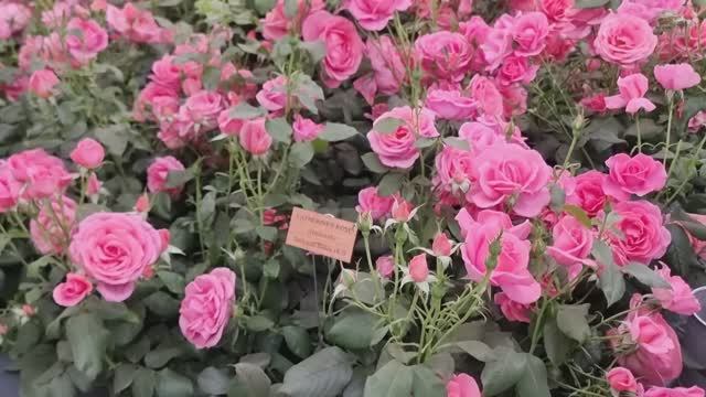 ВЕЛИКОЛЕПНАЯ ВЫСТАВКА ЦВЕТОВ В ЧЕЛСИ 2025 - Chelsea Flower Show 2025 London смотреть онлайн