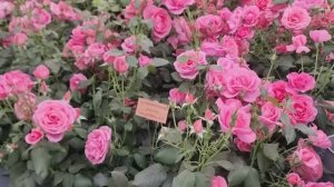 ВЕЛИКОЛЕПНАЯ ВЫСТАВКА ЦВЕТОВ В ЧЕЛСИ 2025  -  Chelsea Flower Show 2025 London