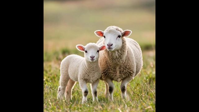 Домашние животные и птицы.
Их детёныша.