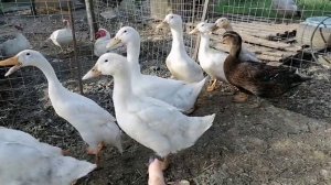 Как кормить утят после 1 месяца.