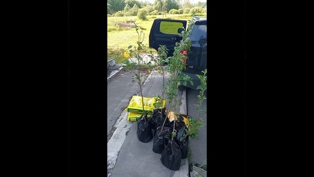 фруктовый сад