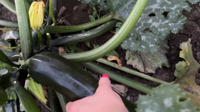 10-07-2025 чудо на огороде