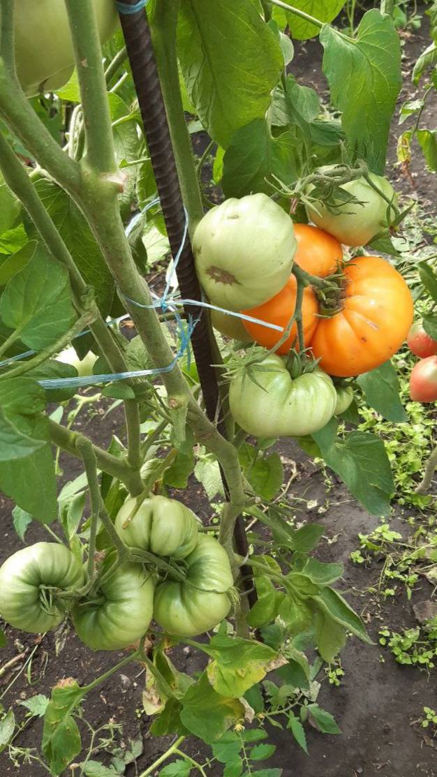 ТОМАТ ЛЕТНИЙ СИДР - ОЧЕНЬ ВКУСНЫЙ И УРОЖАЙНЫЙ смотреть онлайн